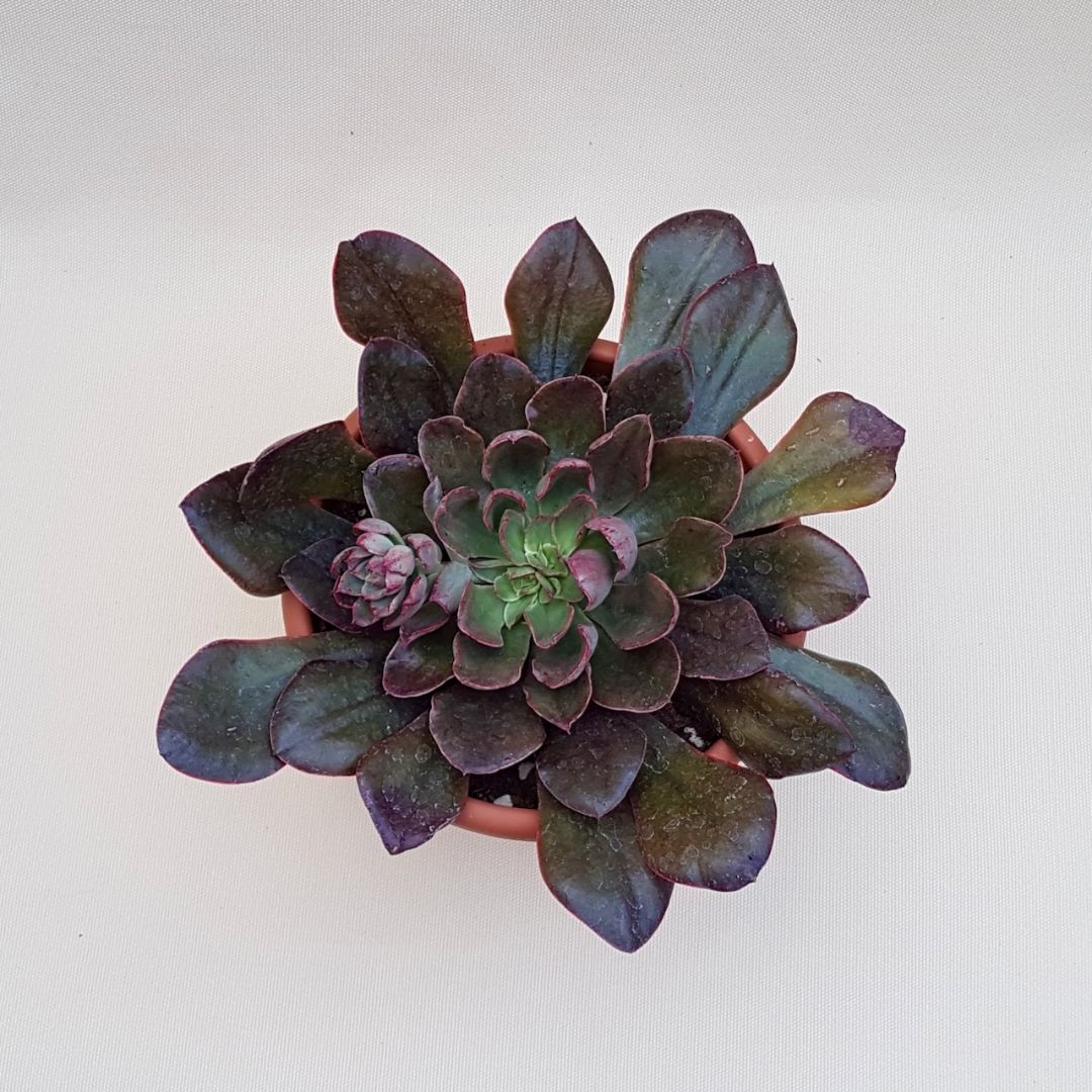 Echeveria Painted Frills vaso Ø 18 | Cactus Mania