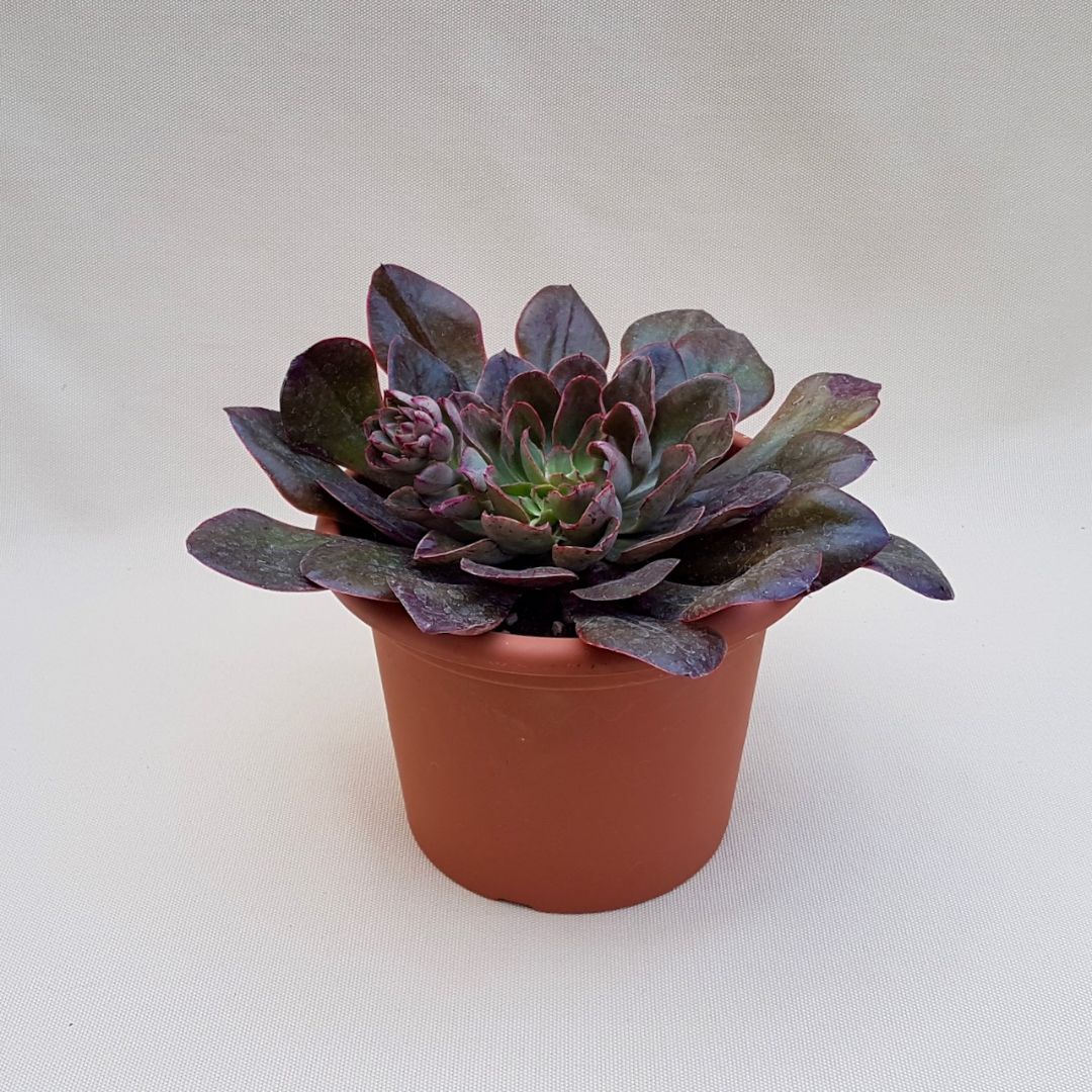 Echeveria Painted Frills vaso Ø 18 | Cactus Mania