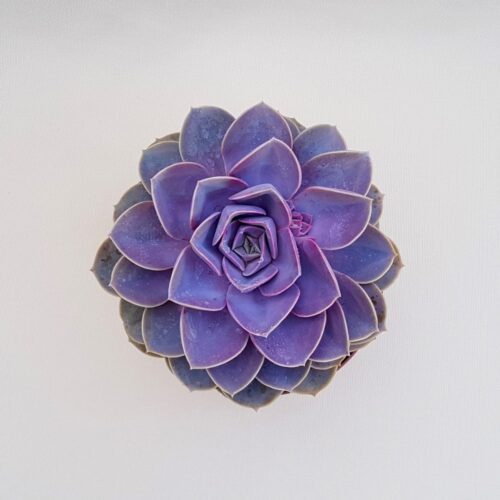 Echeveria Perle von Nurnberg vaso Ø 18 | Cactus Mania
