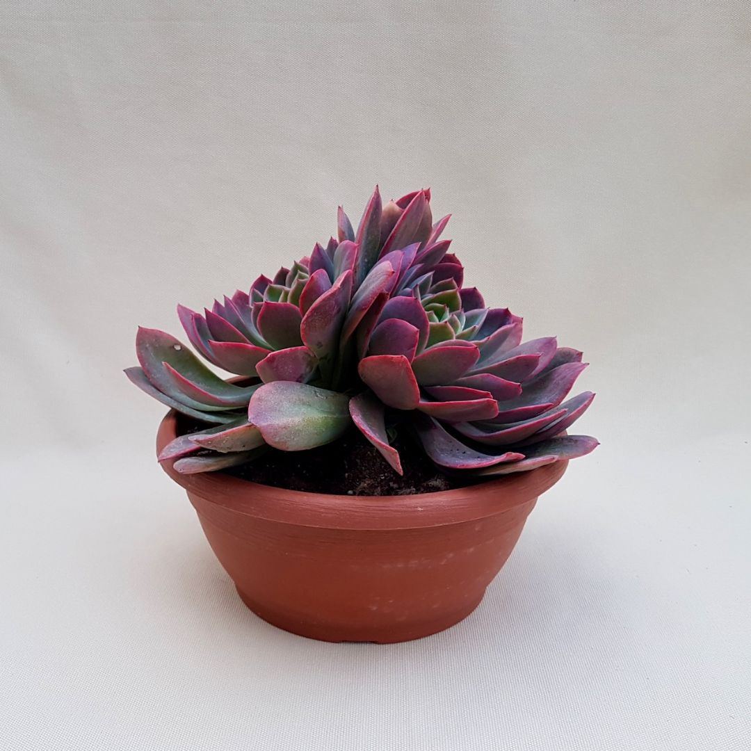 Echeveria Purple Star vaso Ø 25 | Boutique CactusMania
