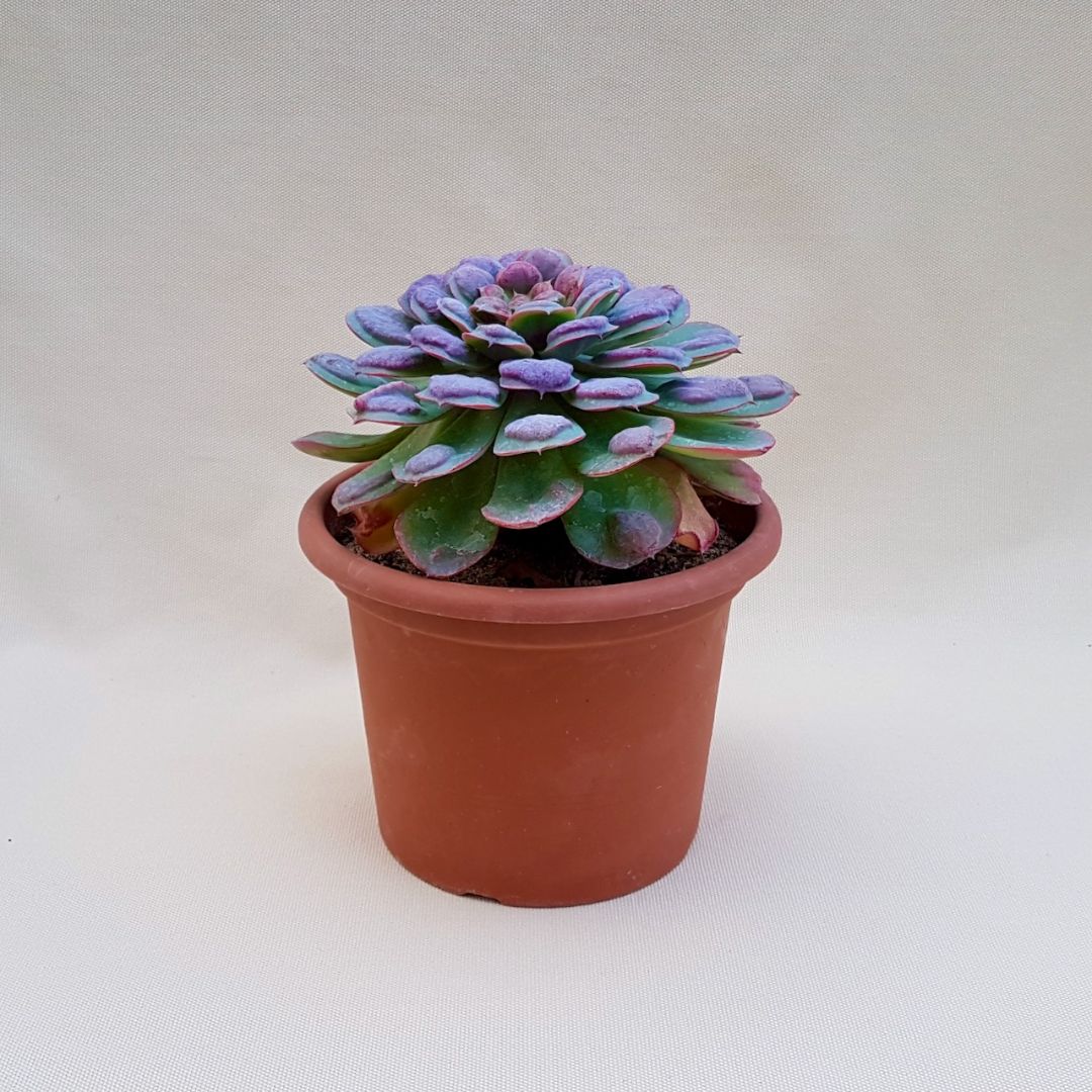 Echeveria 'Raindrops' vaso Ø 18 | Boutique Cactus Mania