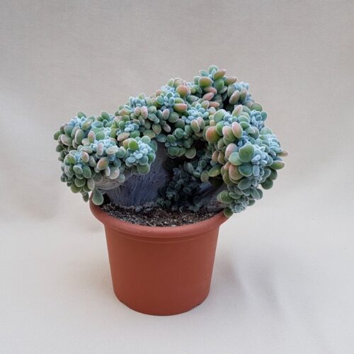 Echeveria setosa crestata vaso Ø 18 | Cactus Mania
