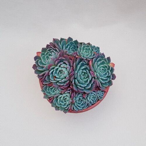 Echeveria sitifukumiama vaso Ø 17 | Boutique CactusMania
