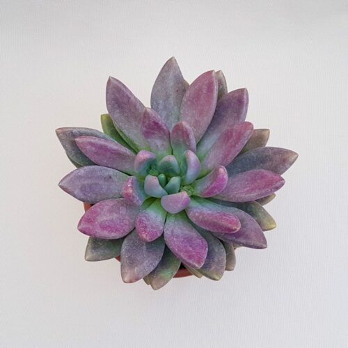 Pachyveria Loredana vaso Ø 18 | Boutique Cactus Mania