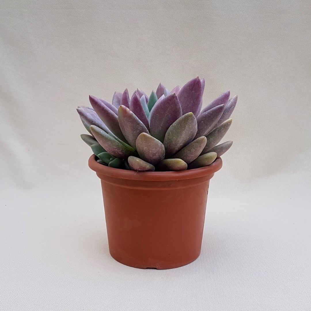 Pachyveria Loredana vaso Ø 18 | Boutique Cactus Mania