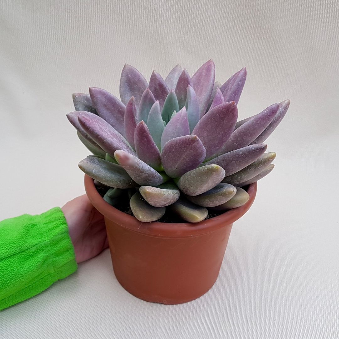 Pachyveria Loredana vaso Ø 18 | Boutique Cactus Mania