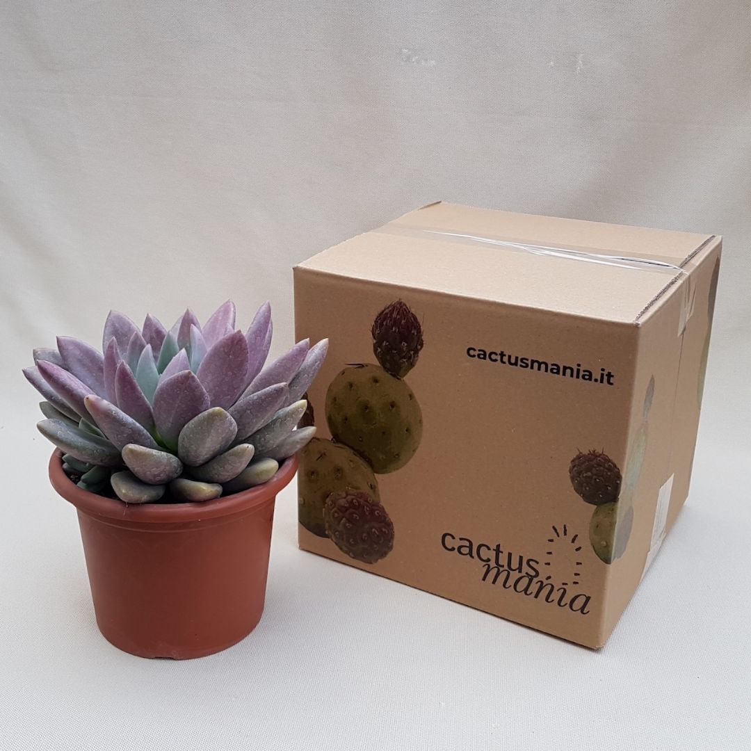 Pachyveria Loredana vaso Ø 18 | Boutique Cactus Mania