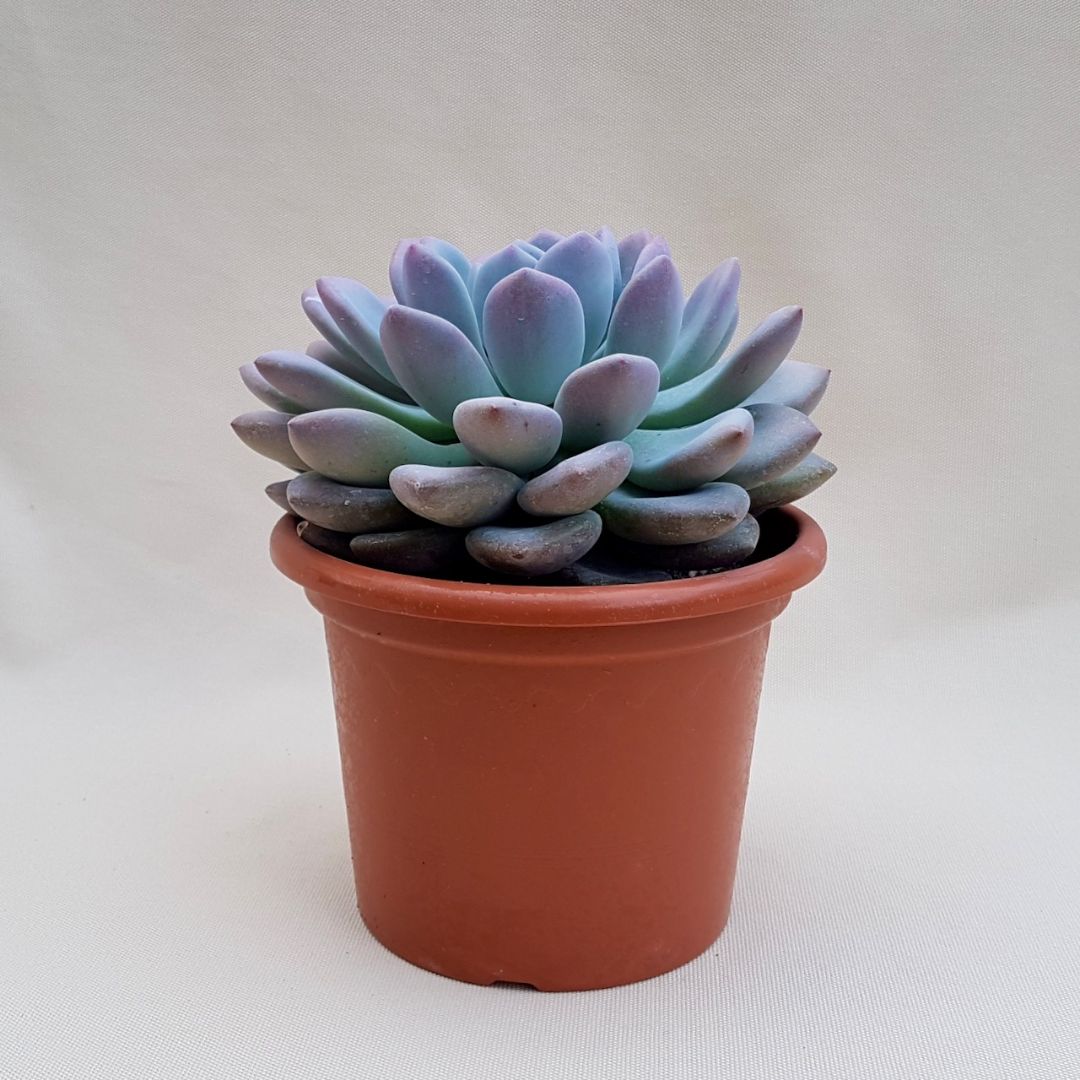 Pachyveria sp vaso Ø 18 | Boutique Cactus Mania