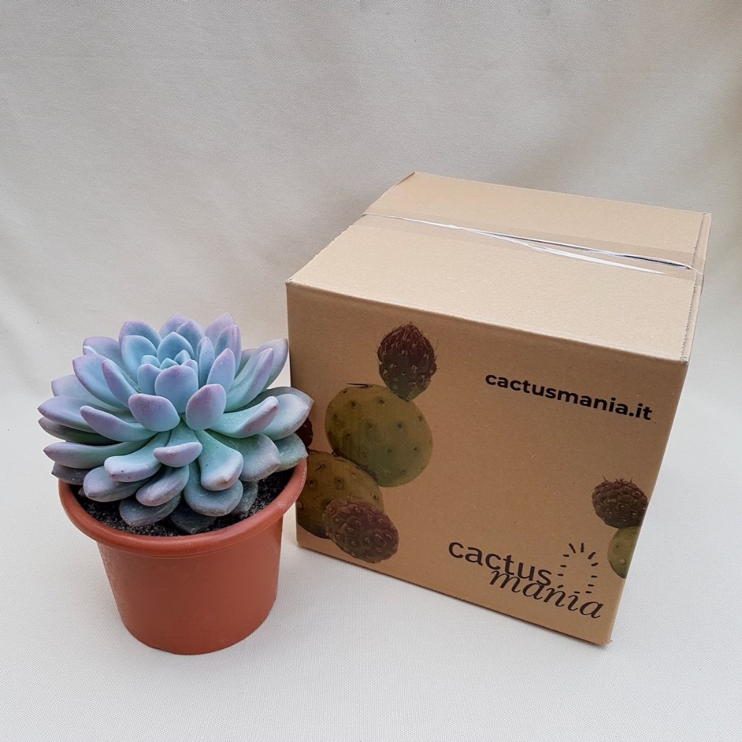 Pachyveria sp vaso Ø 18 | Boutique Cactus Mania