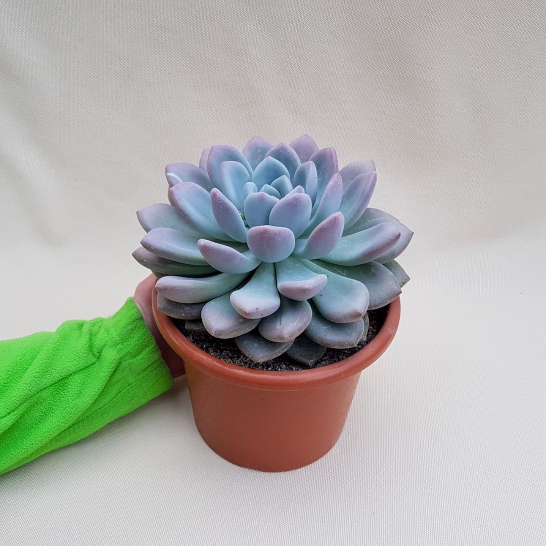 Pachyveria sp vaso Ø 18 | Boutique Cactus Mania