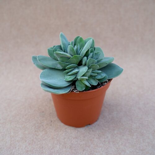 Crassula cotyledonis dubia vaso Ø 13