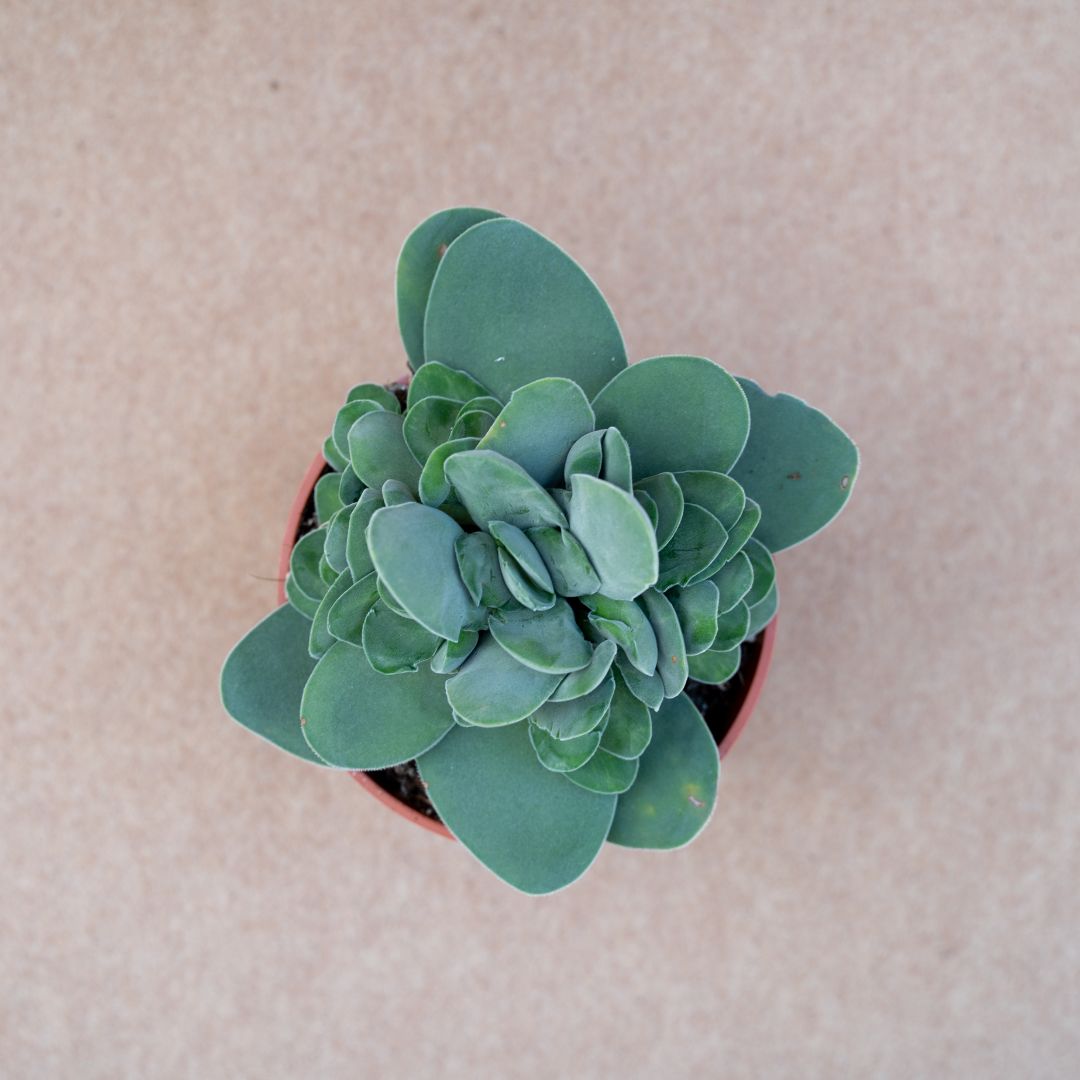 Crassula cotyledonis dubia vaso Ø 13