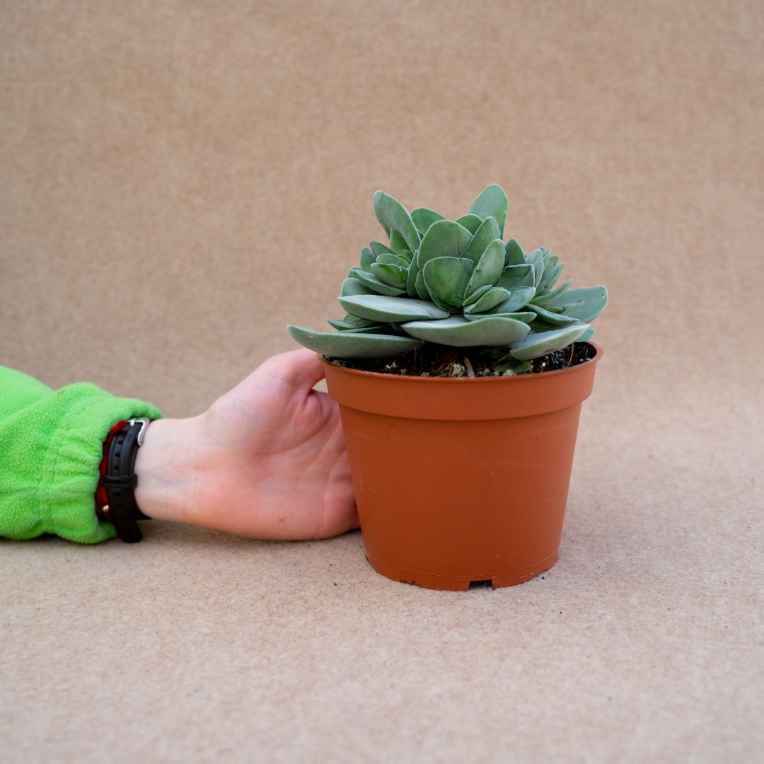 Crassula cotyledonis dubia vaso Ø 13