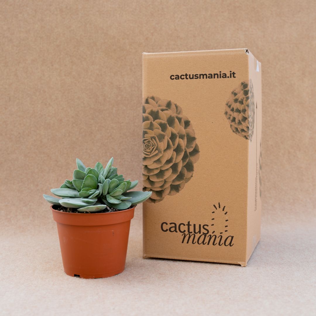 Crassula cotyledonis dubia vaso Ø 13