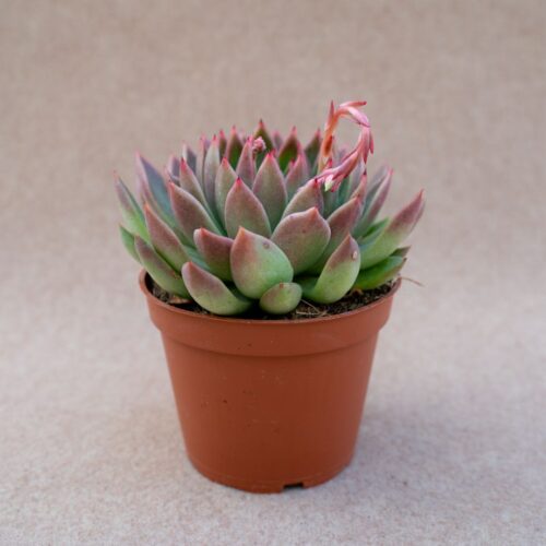 Echeveria agavoides Ø 13