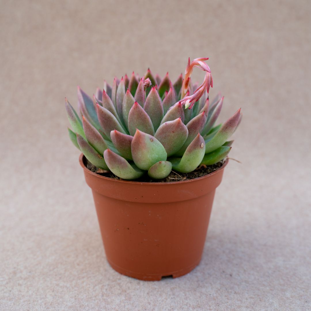 Echeveria agavoides Ø 13
