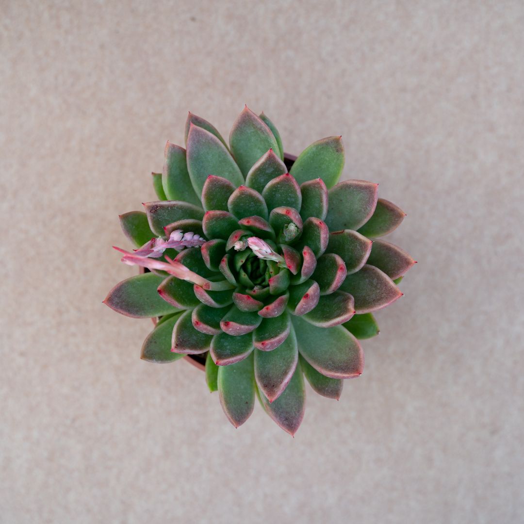 Echeveria agavoides Ø 13