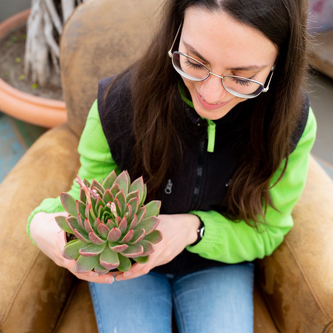 Echeveria agavoides Ø 13