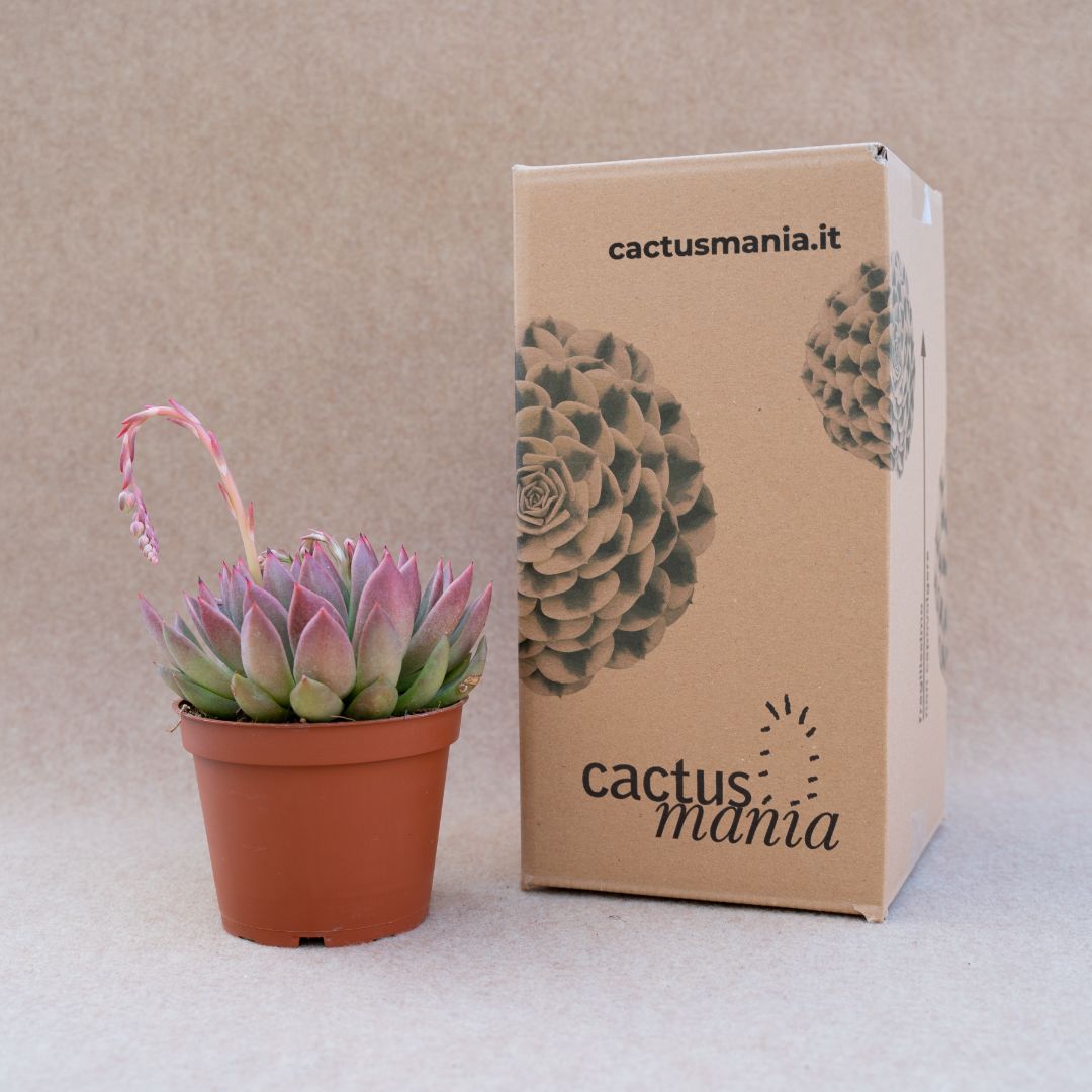 Echeveria agavoides Ø 13