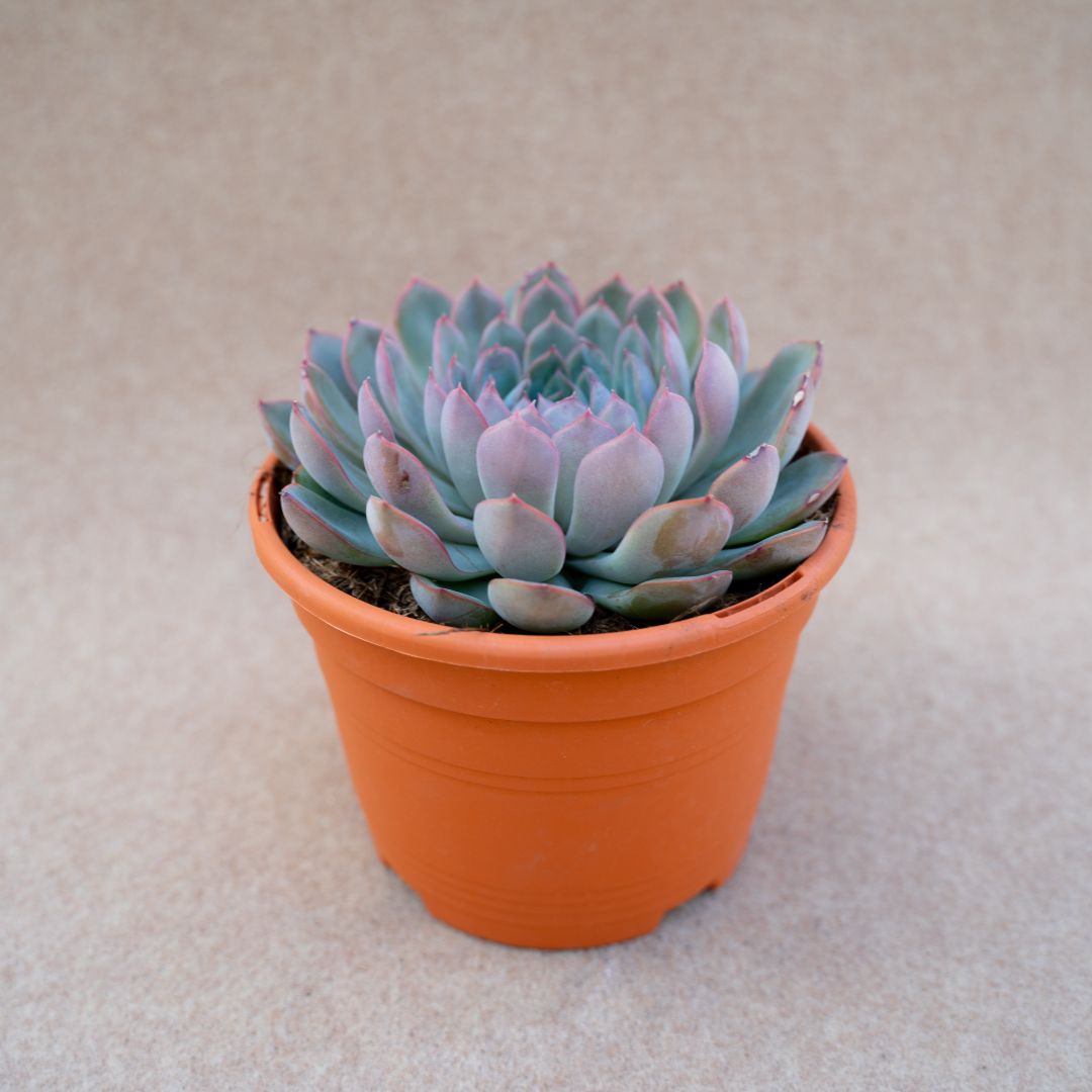Echeveria apus vaso Ø 17