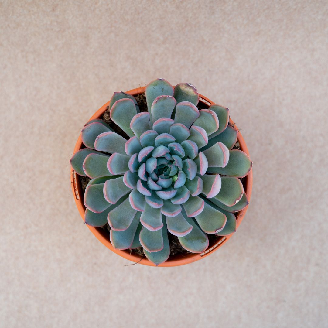 Echeveria apus vaso Ø 17