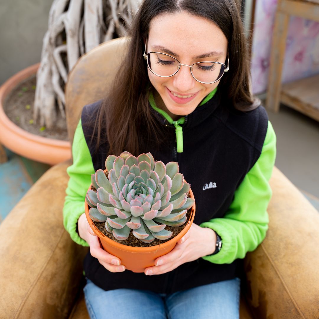 Echeveria apus vaso Ø 17