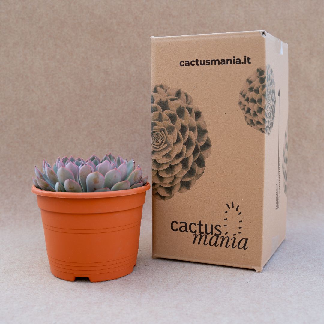 Echeveria apus vaso Ø 17