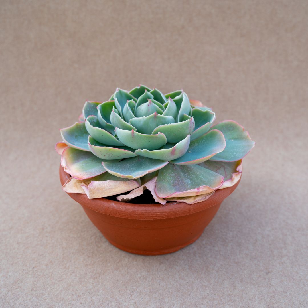 Echeveria Hera vaso Ø 25