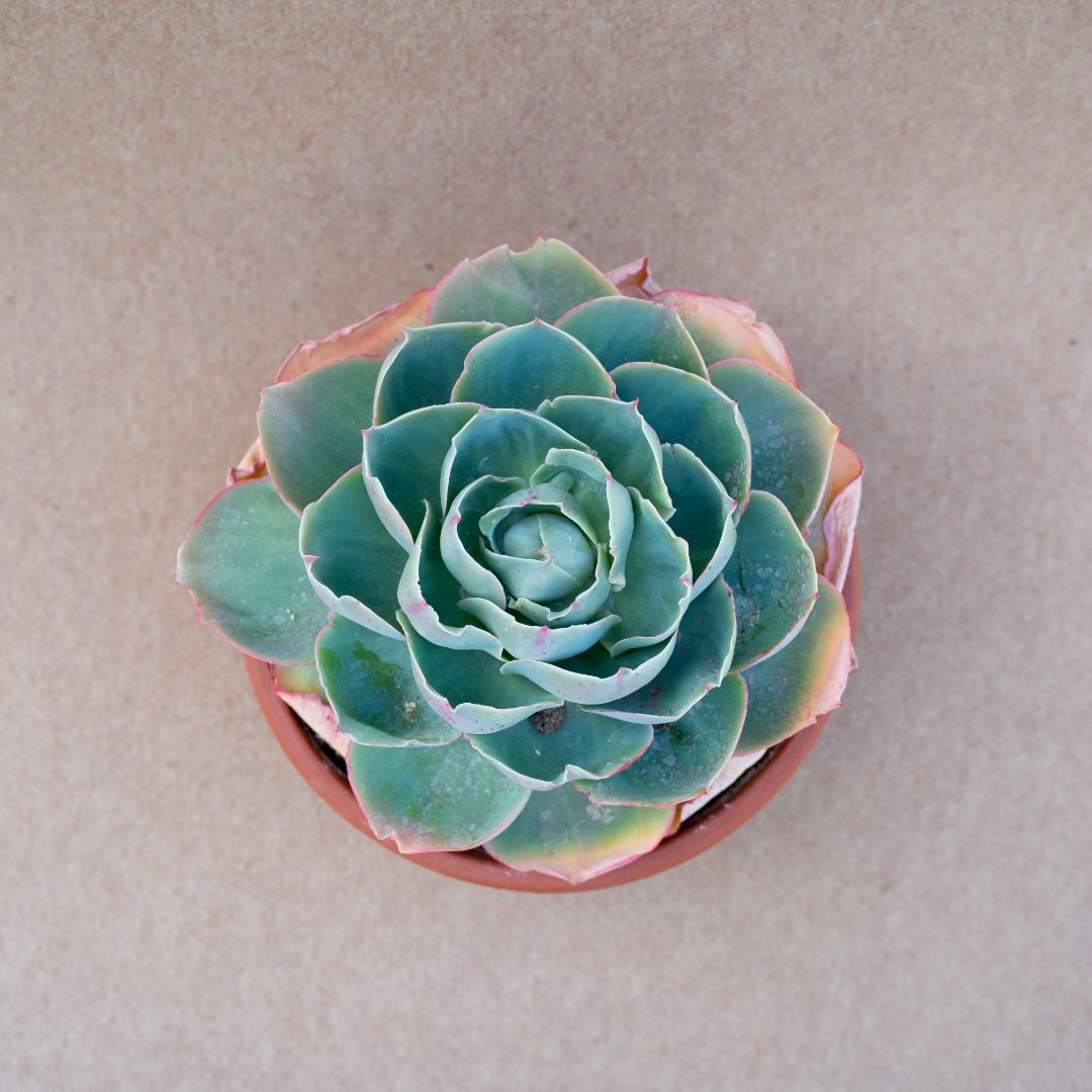 Echeveria Hera vaso Ø 25
