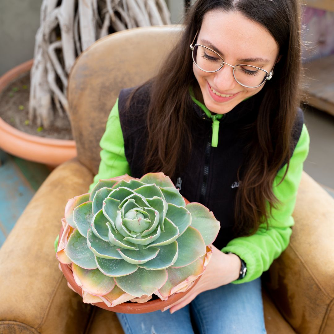 Echeveria Hera vaso Ø 25