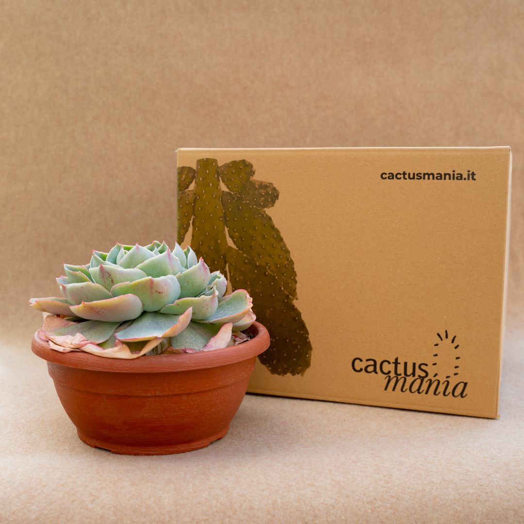 Echeveria Hera vaso Ø 25