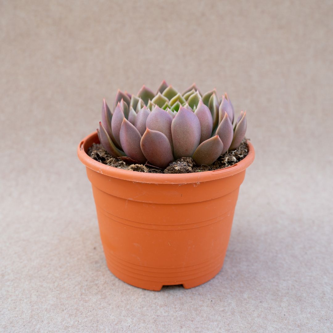 Echeveria Mira vaso Ø 17