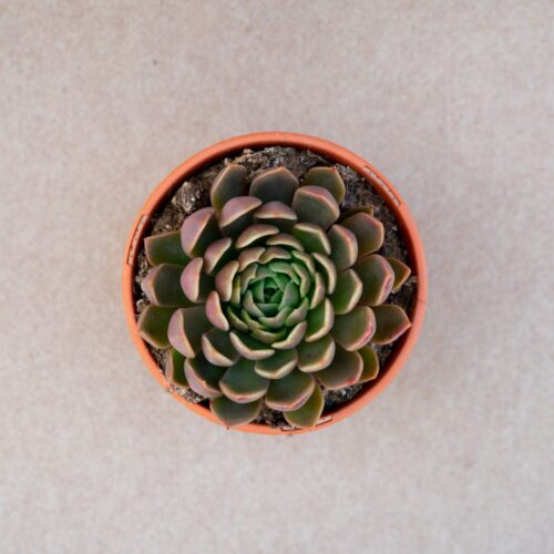 Echeveria Mira vaso Ø 17