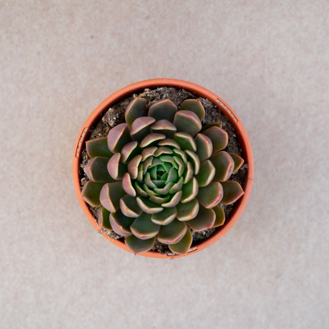 Echeveria Mira vaso Ø 17