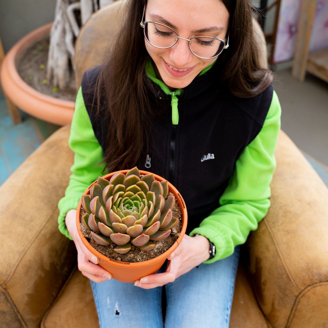 Echeveria Mira vaso Ø 17