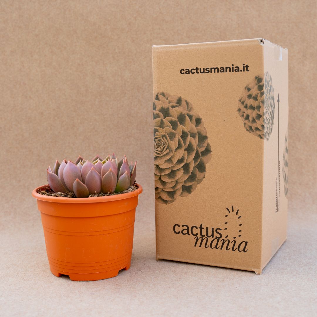 Echeveria Mira vaso Ø 17