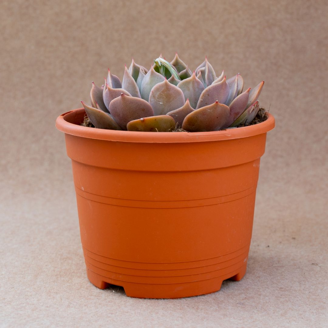 Echeveria Serengeti vaso Ø 17