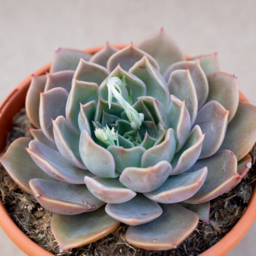Echeveria Serengeti vaso Ø 17