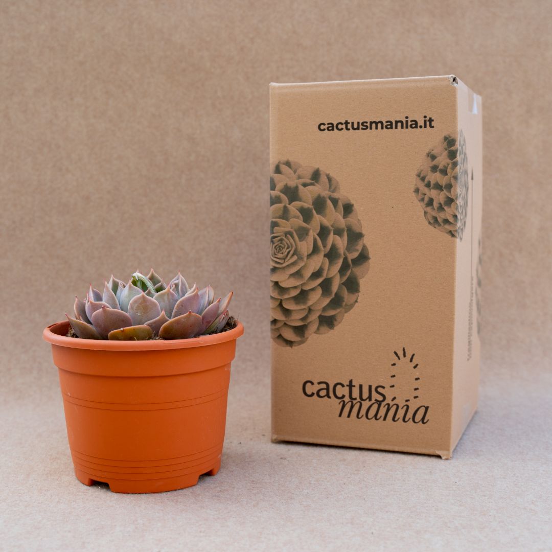 Echeveria Serengeti vaso Ø 17