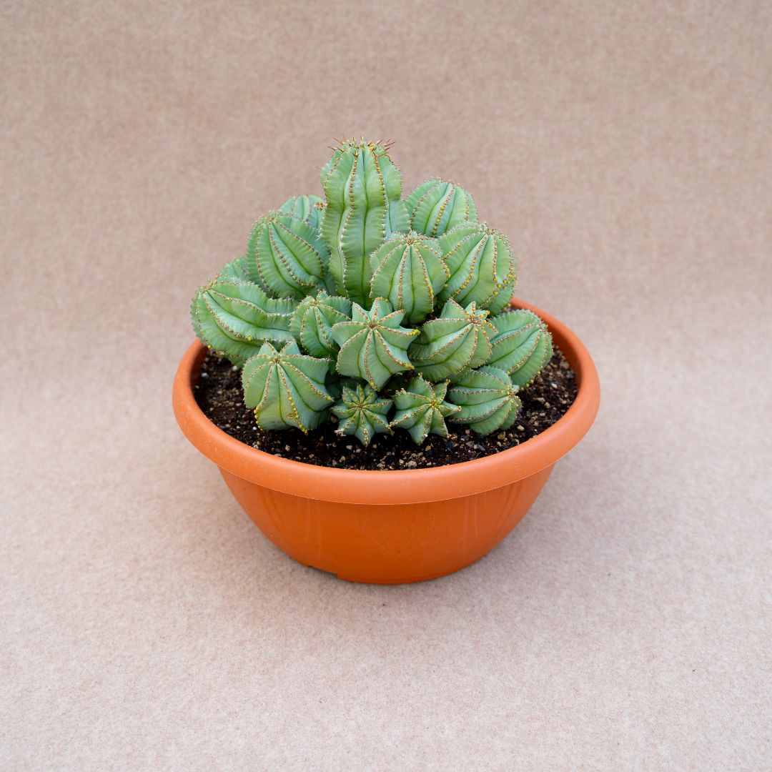 Euphorbia fruticosa inermis vaso Ø 25