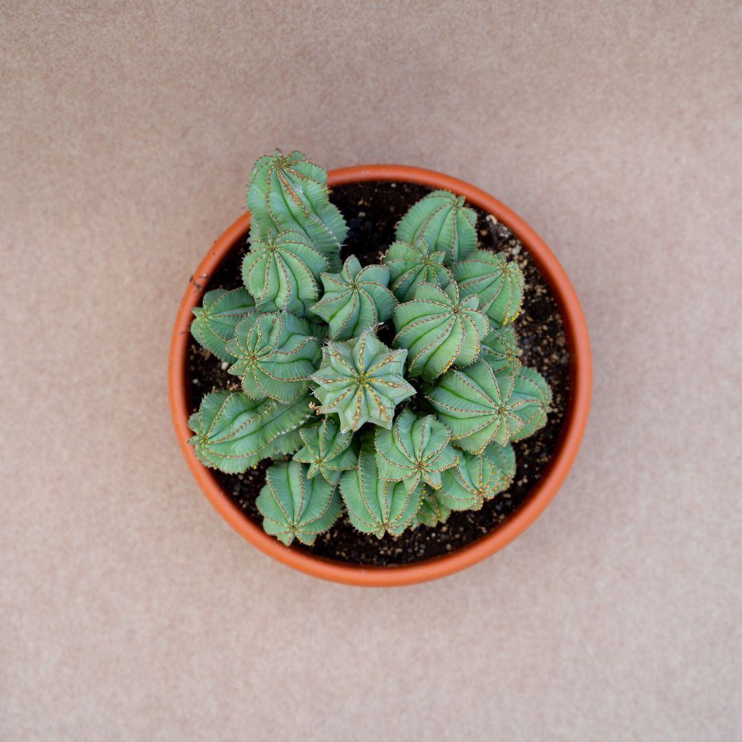 Euphorbia fruticosa inermis vaso Ø 25