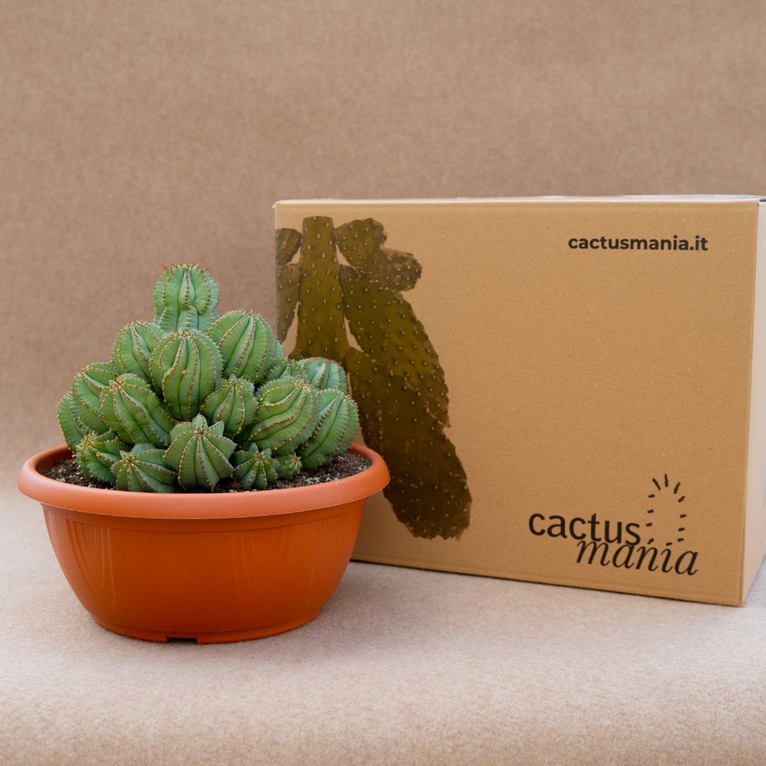 Euphorbia fruticosa inermis vaso Ø 25