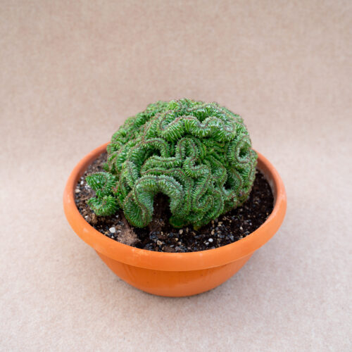 Euphorbia polygona crestata vaso Ø 25