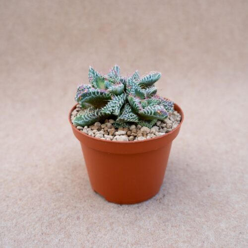 Faucaria tigrina vaso Ø 10