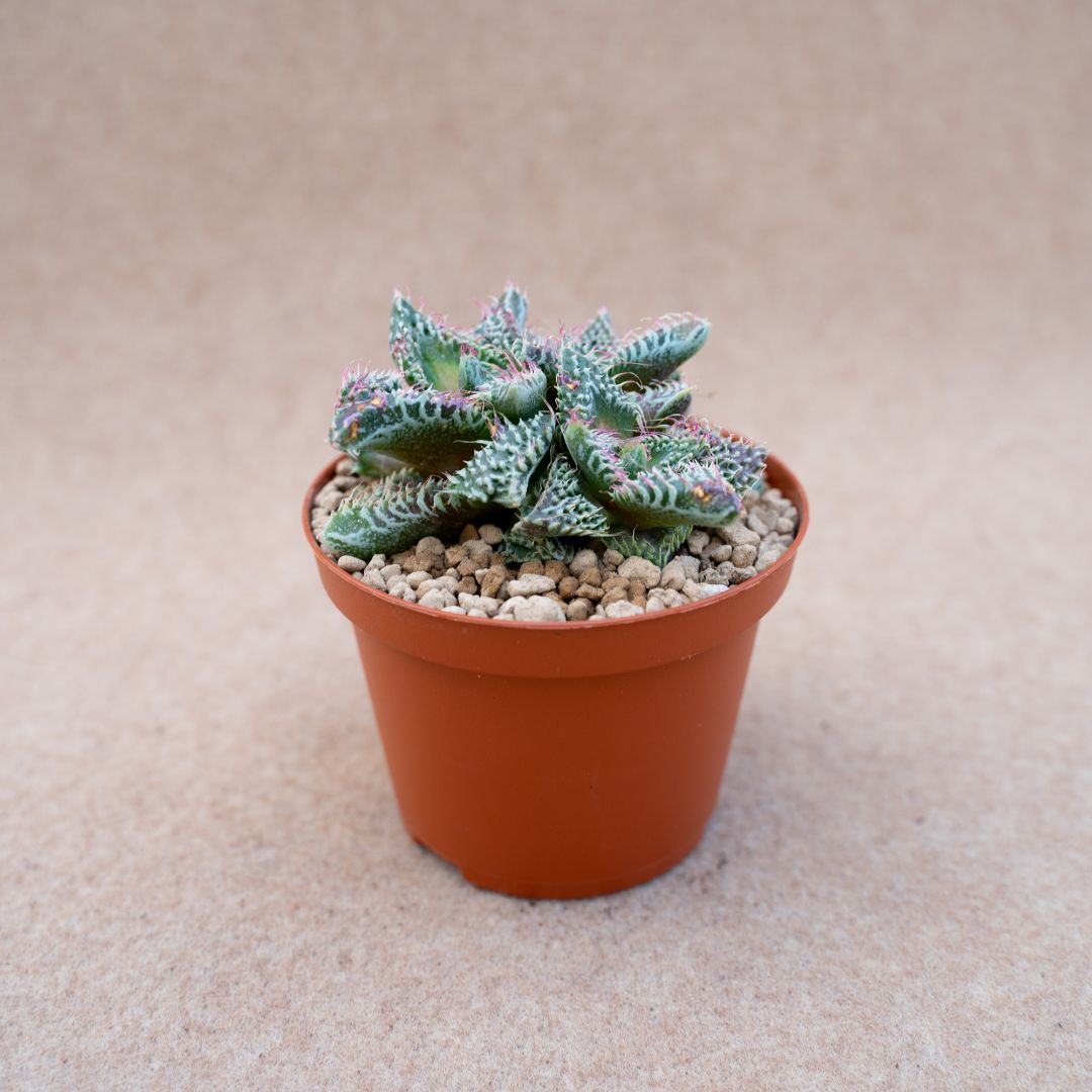 Faucaria tigrina vaso Ø 10