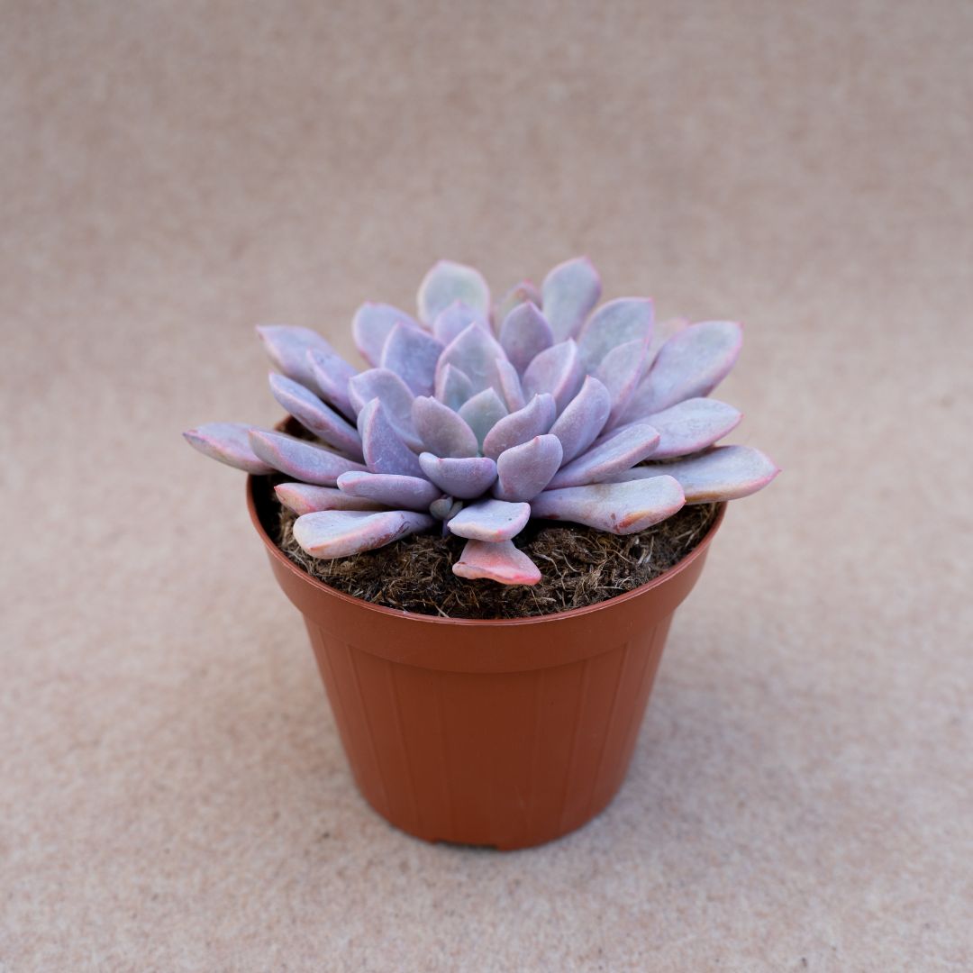 Graptoveria debbie ''Lilac spoons'' Ø 12