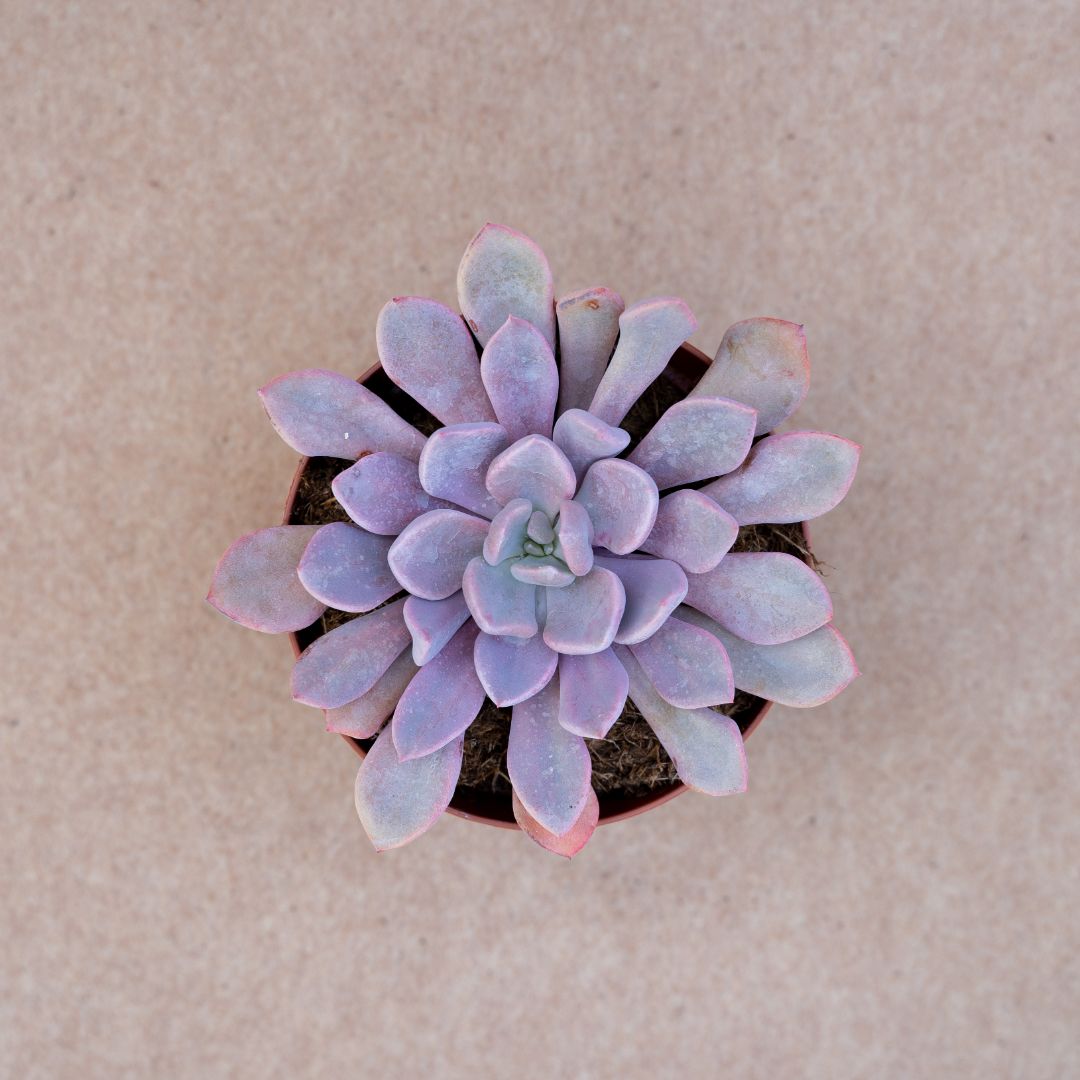Graptoveria debbie ''Lilac spoons'' Ø 12