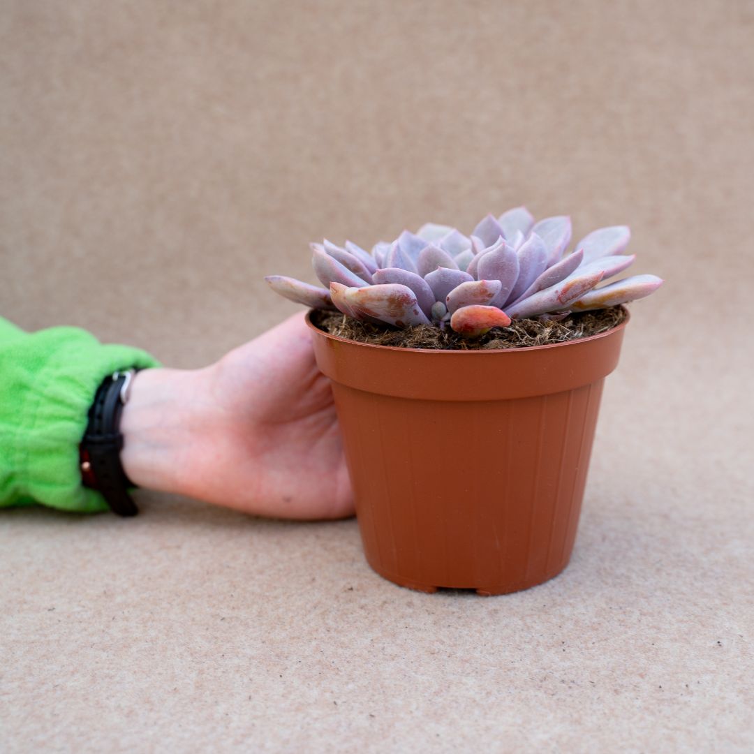 Graptoveria debbie ''Lilac spoons'' Ø 12
