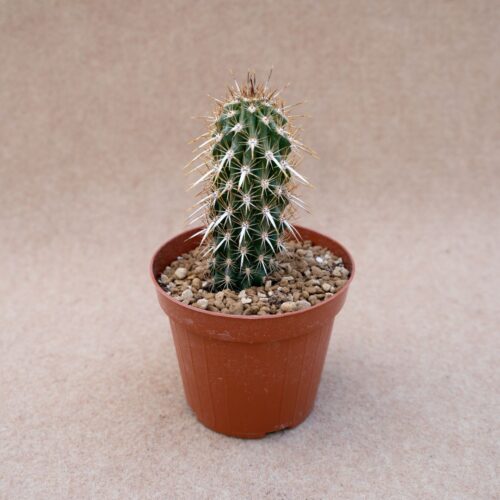 Machaerocereus eruca vaso Ø 12