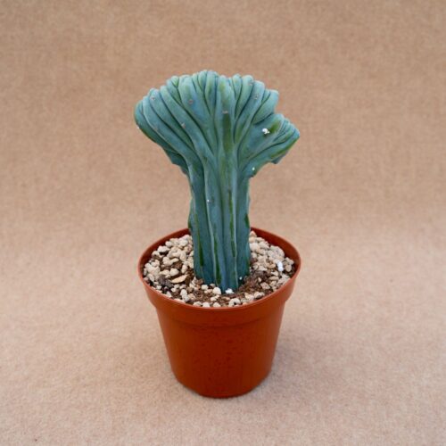 Myrtillocactus geometrizans crestato Ø 14